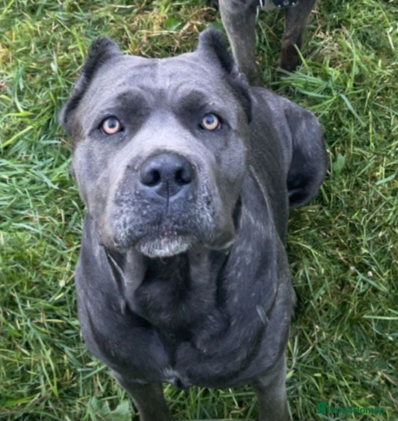Cane Corso dogs Full breed cane corso puppies - Advert 1