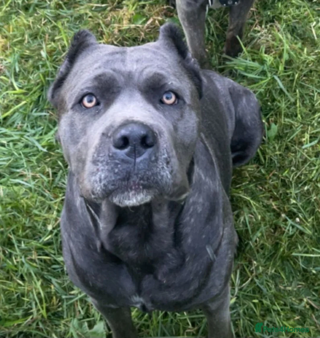 Cane Corso dogs for sale: Full breed cane corso puppies in Ashton-under-Lyne - Advert 1