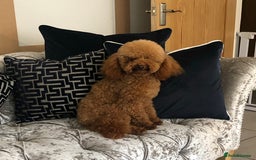 Toy Poodle dogs for sale: Kc reg extremely Heath tested  - Image 4