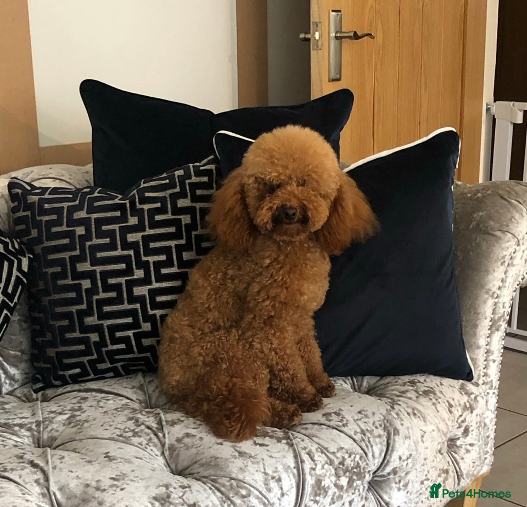Toy Poodle dogs for sale: Kc reg extremely Heath tested  - Image 4