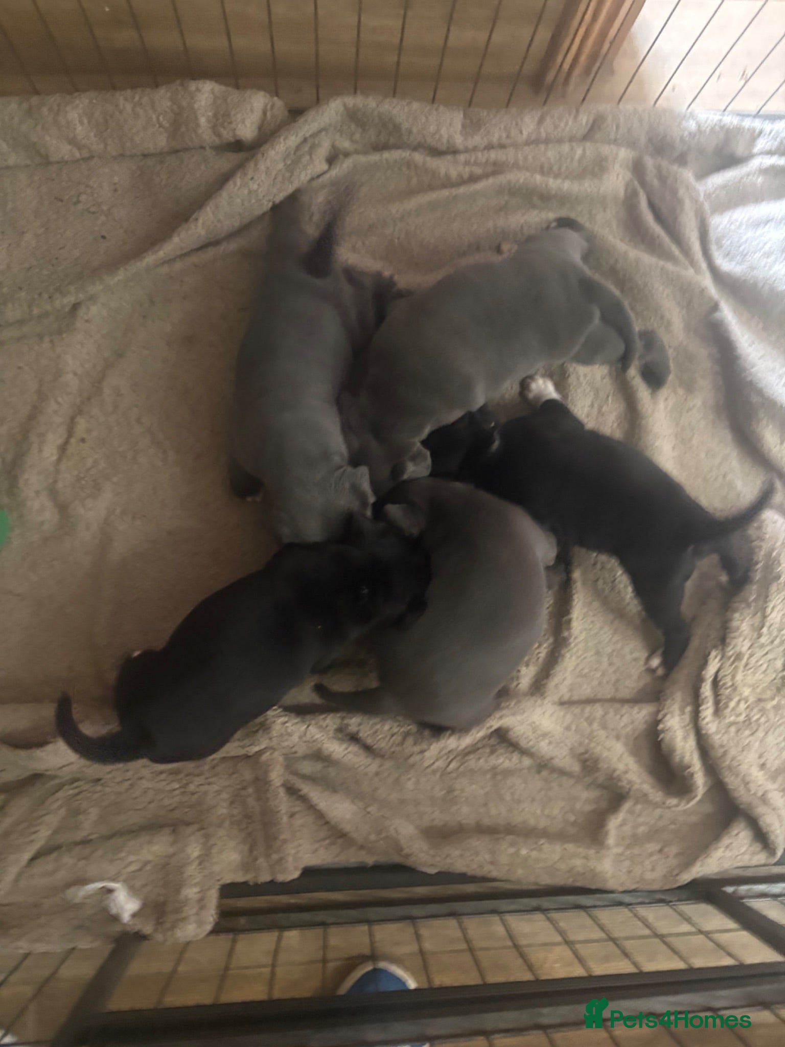 Staffordshire Bull Terrier dogs  kc registered puppies amazing bloodline - Advert 9