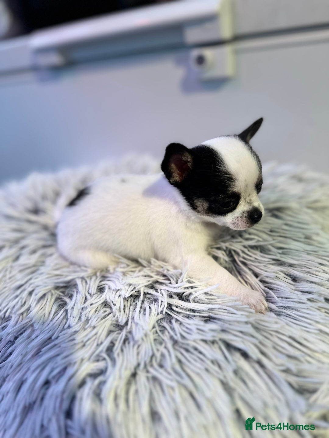 Chihuahua dogs for sale: Chihuahua  - Image 10