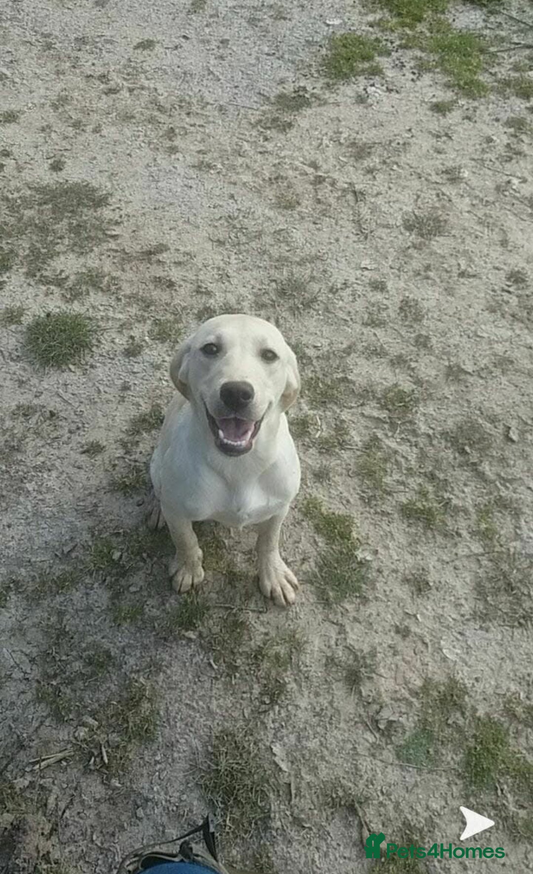Labrador Retriever dogs for sale: Beautiful chunky labs  - Advert 13