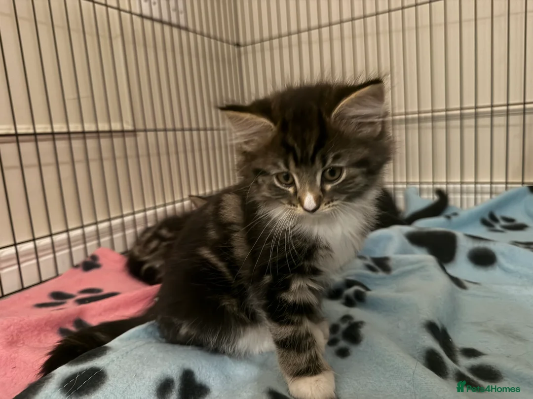 Mixed Breed cats for sale: Stunning Turkish Angora/ domesticShorthairKittens  - Advert 8