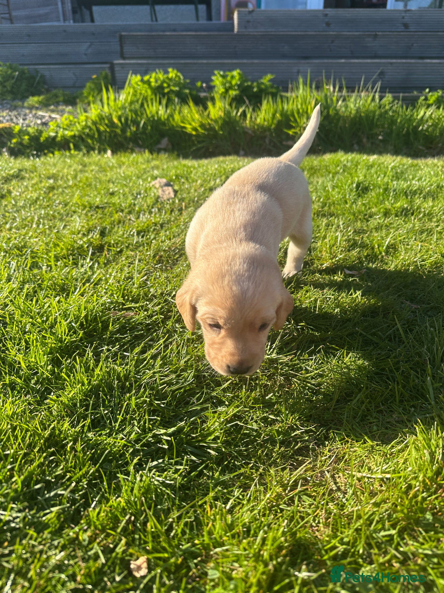 Labrador Retriever dogs Labrador puppies - Advert 2