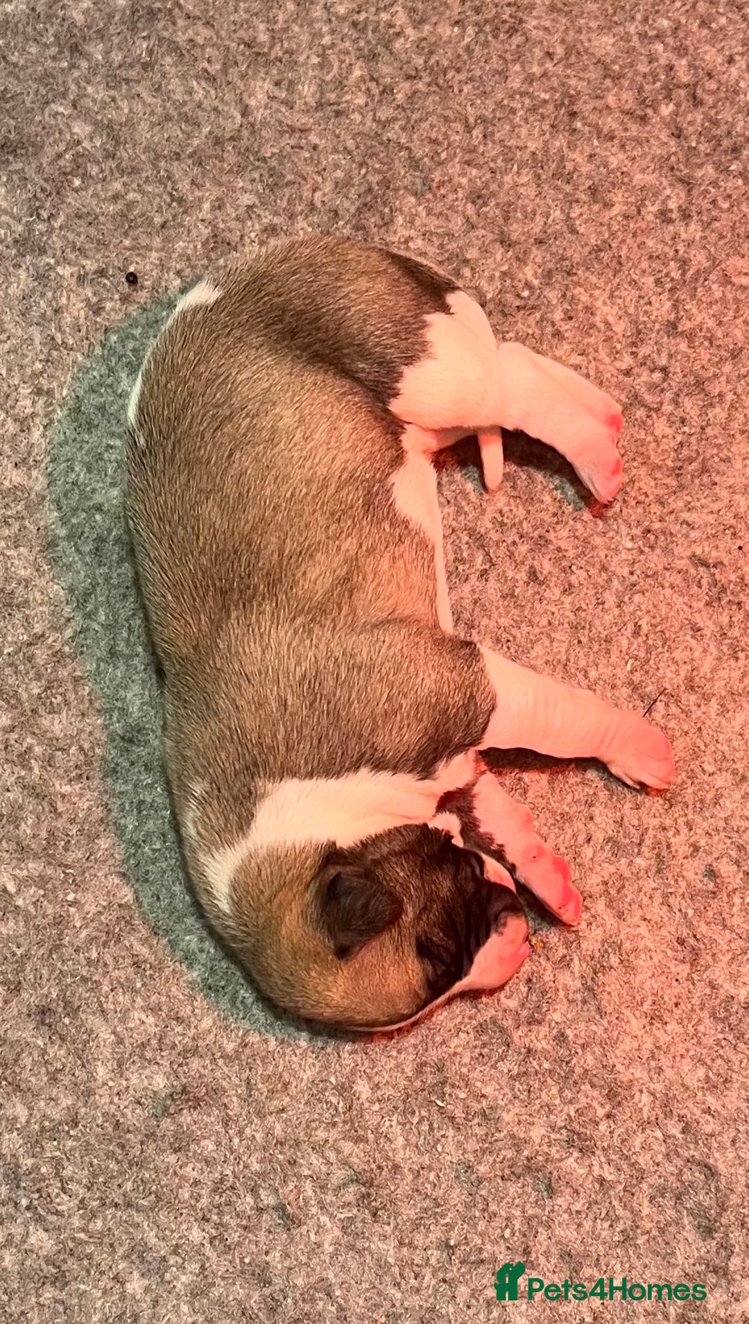 Whippet dogs for sale: Whippet puppies for sale - Advert 2