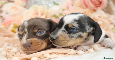 Miniature Dachshund dogs - Advert 3