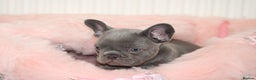 French Bulldog dogs for sale: Solid lilac French bulldog’s  - Advert 21