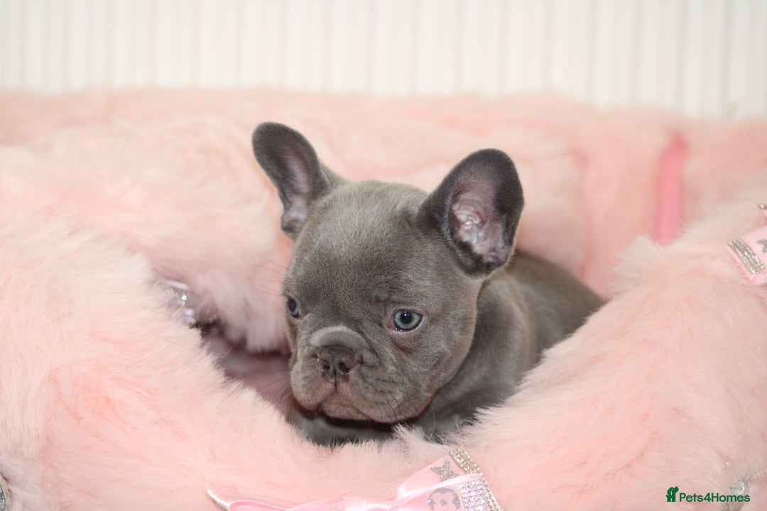 French Bulldog dogs for sale: Solid lilac French bulldog’s  - Advert 21