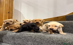 Labrador Retriever dogs for sale: Early Autumn Labrador Puppies - Image 5