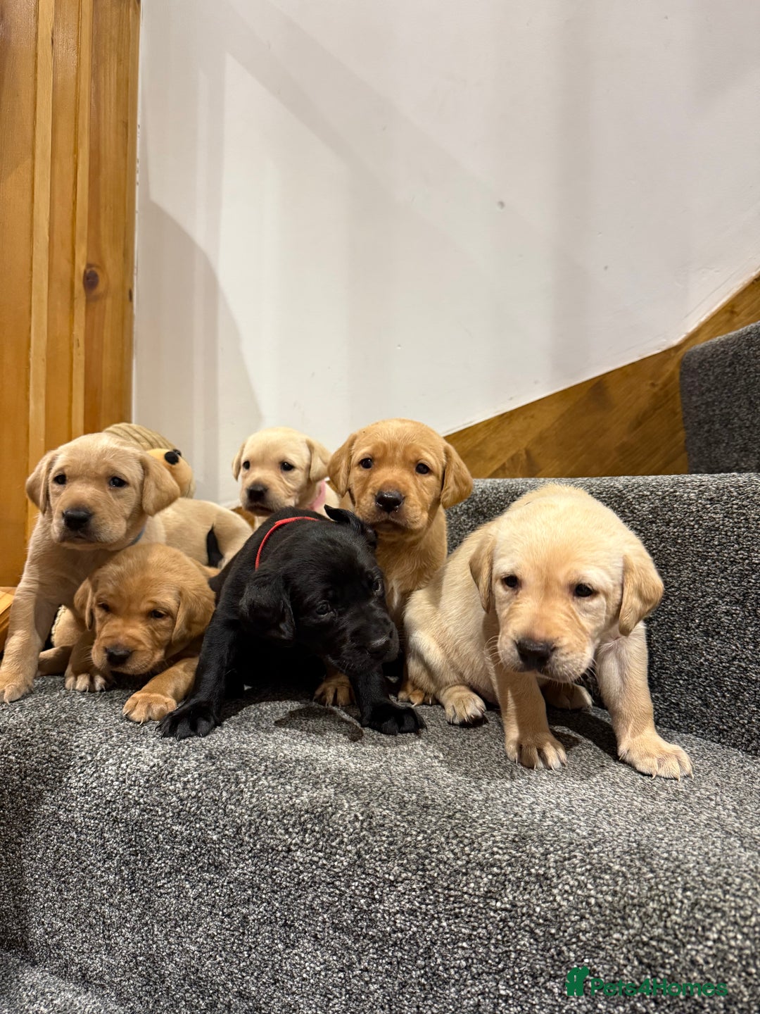 Labrador Retriever dogs for sale: Early Autumn Labrador Puppies - Image 5