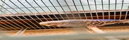 Budgerigars birds for sale: Proven breeding pairs only  - Advert 3