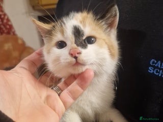 British Shorthair cats for sale: Female kittens - Advert 1