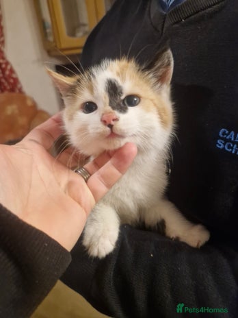 British Shorthair cats Female kittens - Advert 1