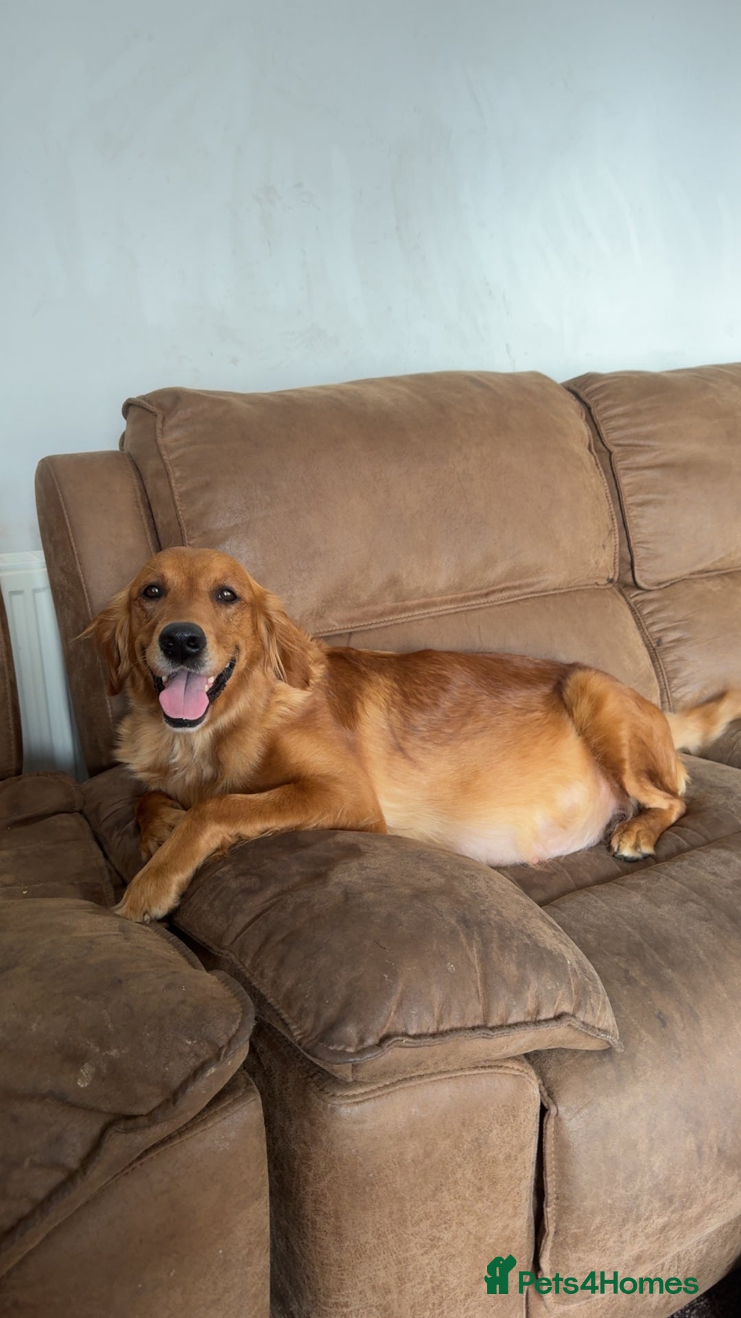 Golden Retriever dogs for sale: KC health tested Working line- FTAW dam  - Image 10