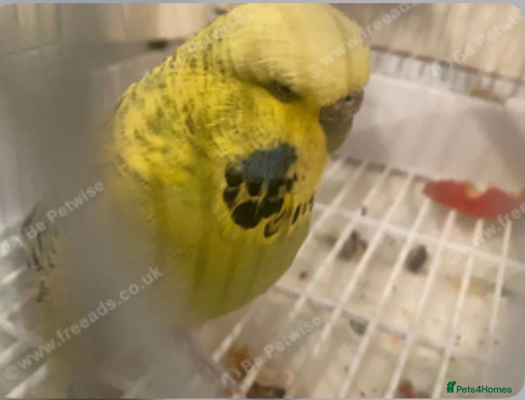 Budgerigars birds for sale: Budgies - Advert 2