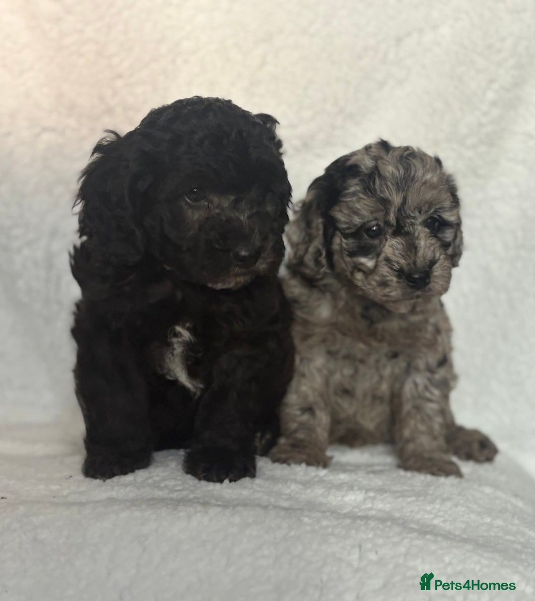 Cavapoo dogs for sale: Beautiful cavapoochon puppies  - Advert 5