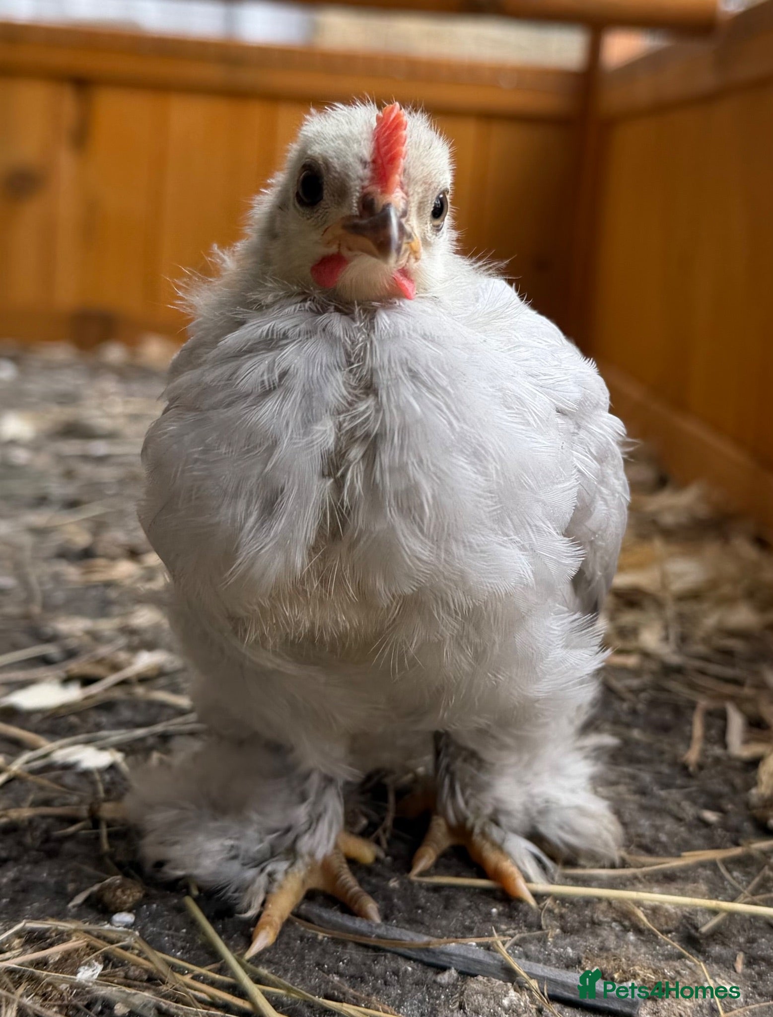 Chickens poultry Free Pekin bantam cockerels  - Advert 16