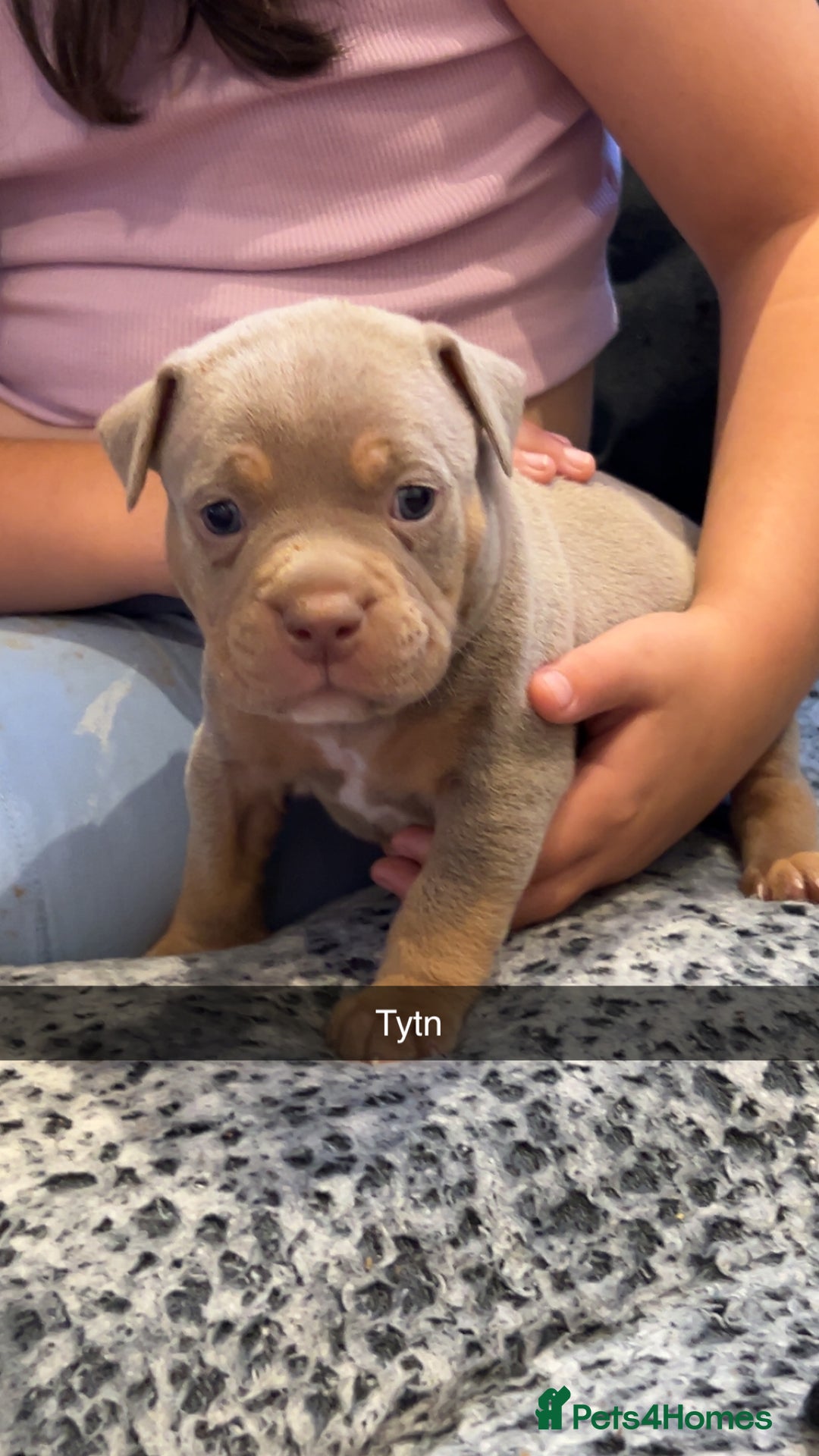American Bully dogs for sale: Stunning pocket bullie’s  - Image 10