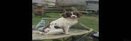 English Springer Spaniel dogs for sale: Springer Spaniel puppy  in Okehampton - Advert 10