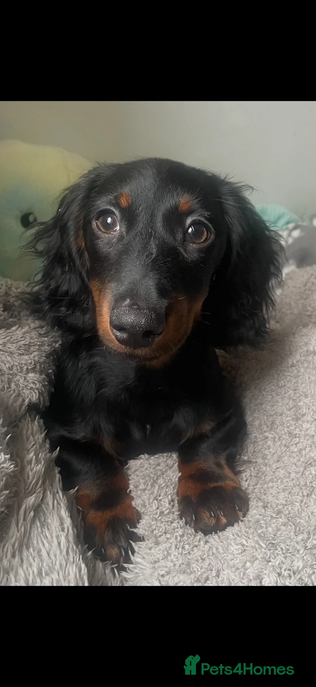 Dachshund dogs for sale: Beautiful mini dachshund  - Advert 2