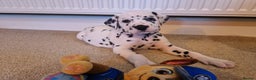 Dalmatian dogs for sale: ❤️Exceptional fully hearing KC Dalmatians❤️ - Advert 1