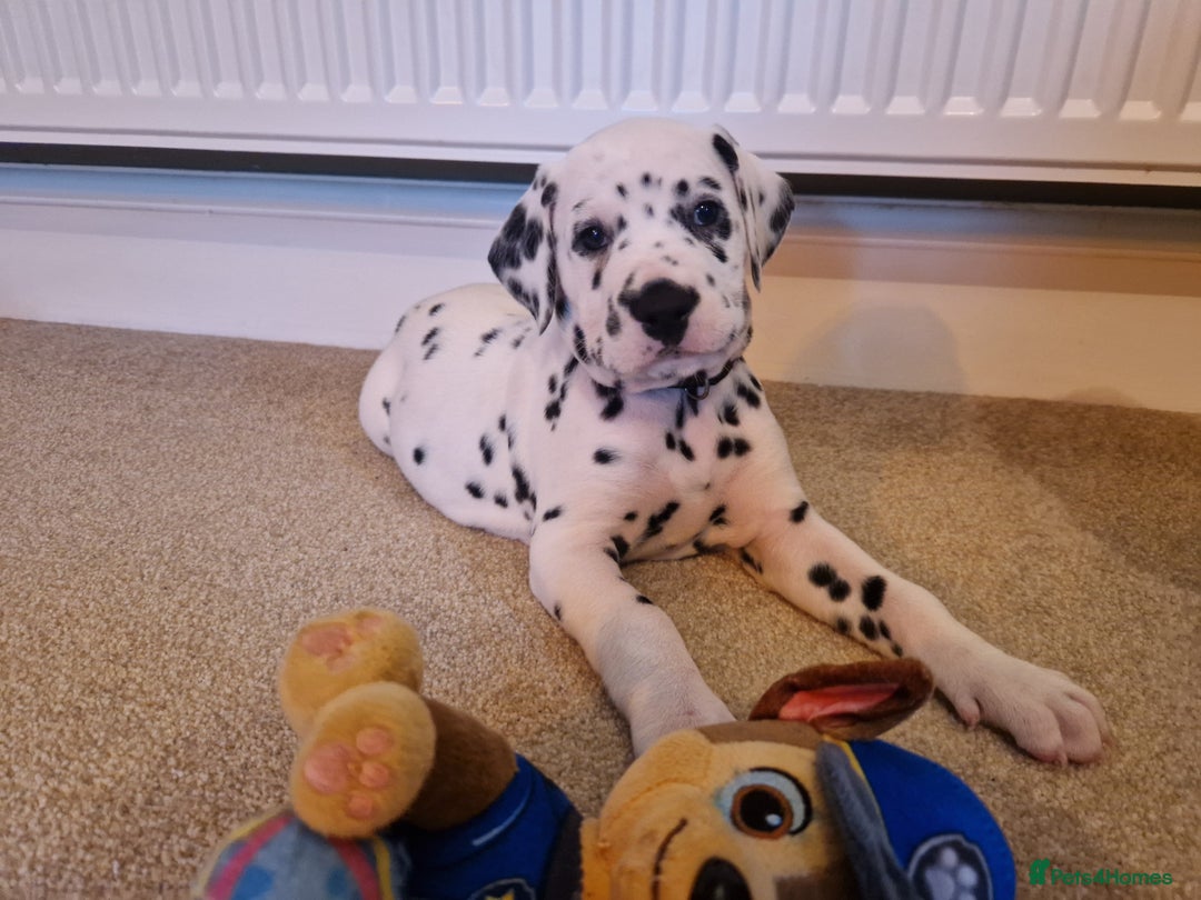 Dalmatian dogs for sale: ❤️Exceptional fully hearing KC Dalmatians❤️ - Advert 1