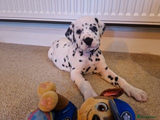 Dalmatian dogs ❤️Exceptional fully hearing KC Dalmatians❤️ - Advert 1