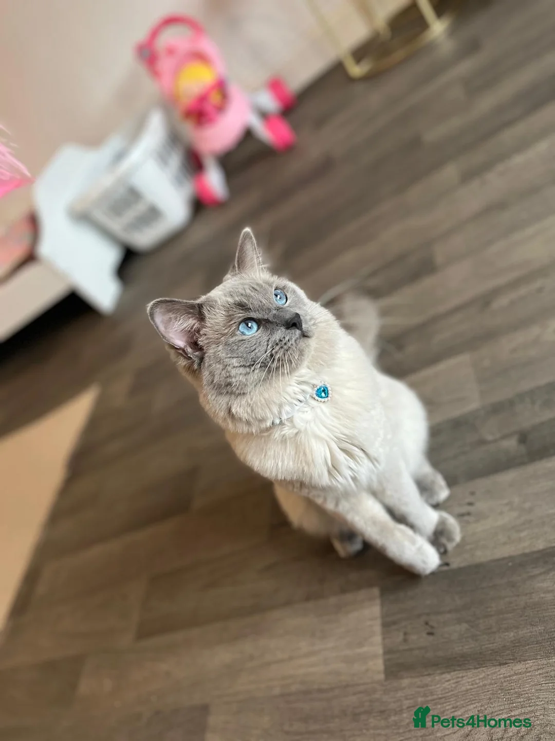 Ragdoll cats for sale: Male ragdoll - Advert 1