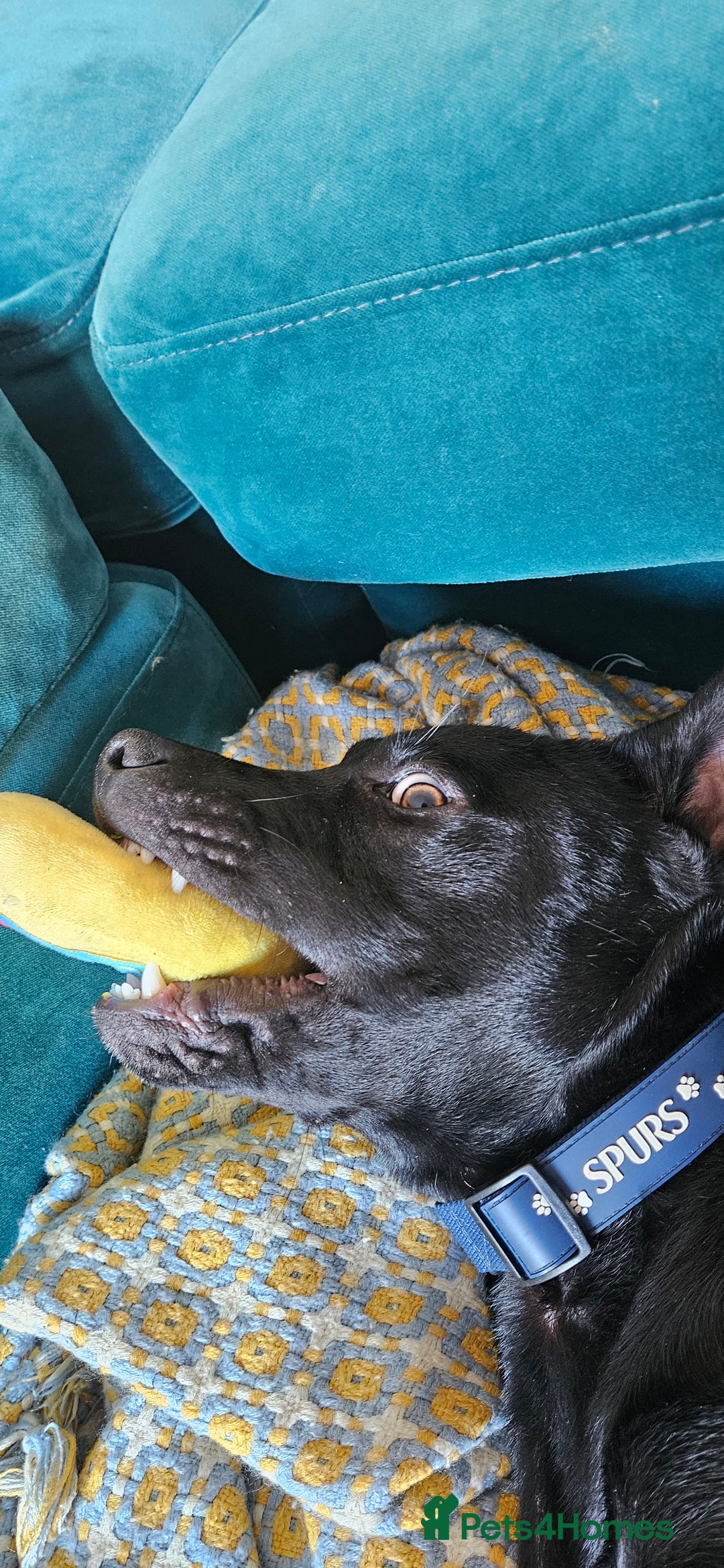Mixed Breed dogs for sale: Lab-Staffy cross 8 months - Image 9