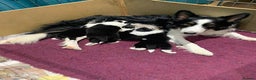 Border Collie dogs for sale: Border collie puppies  - Advert 6
