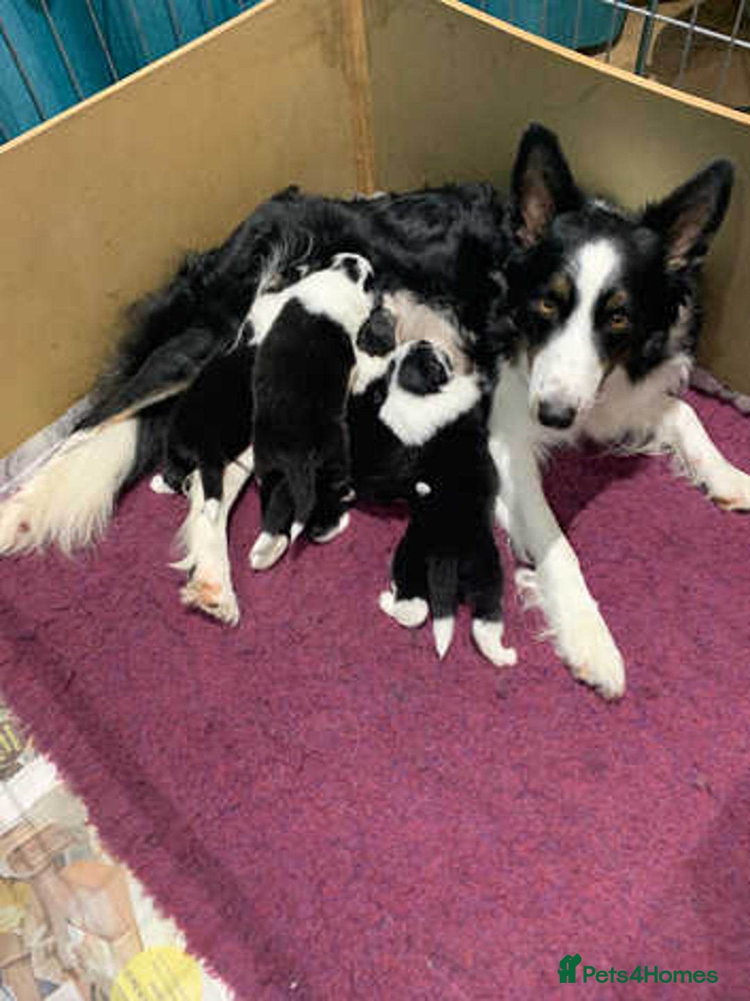 Border Collie dogs for sale: Border collie puppies  - Advert 6