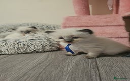 Ragdoll cats for sale: *READY TO LEAVE Beautiful Ragdoll kittens for sale - Image 5
