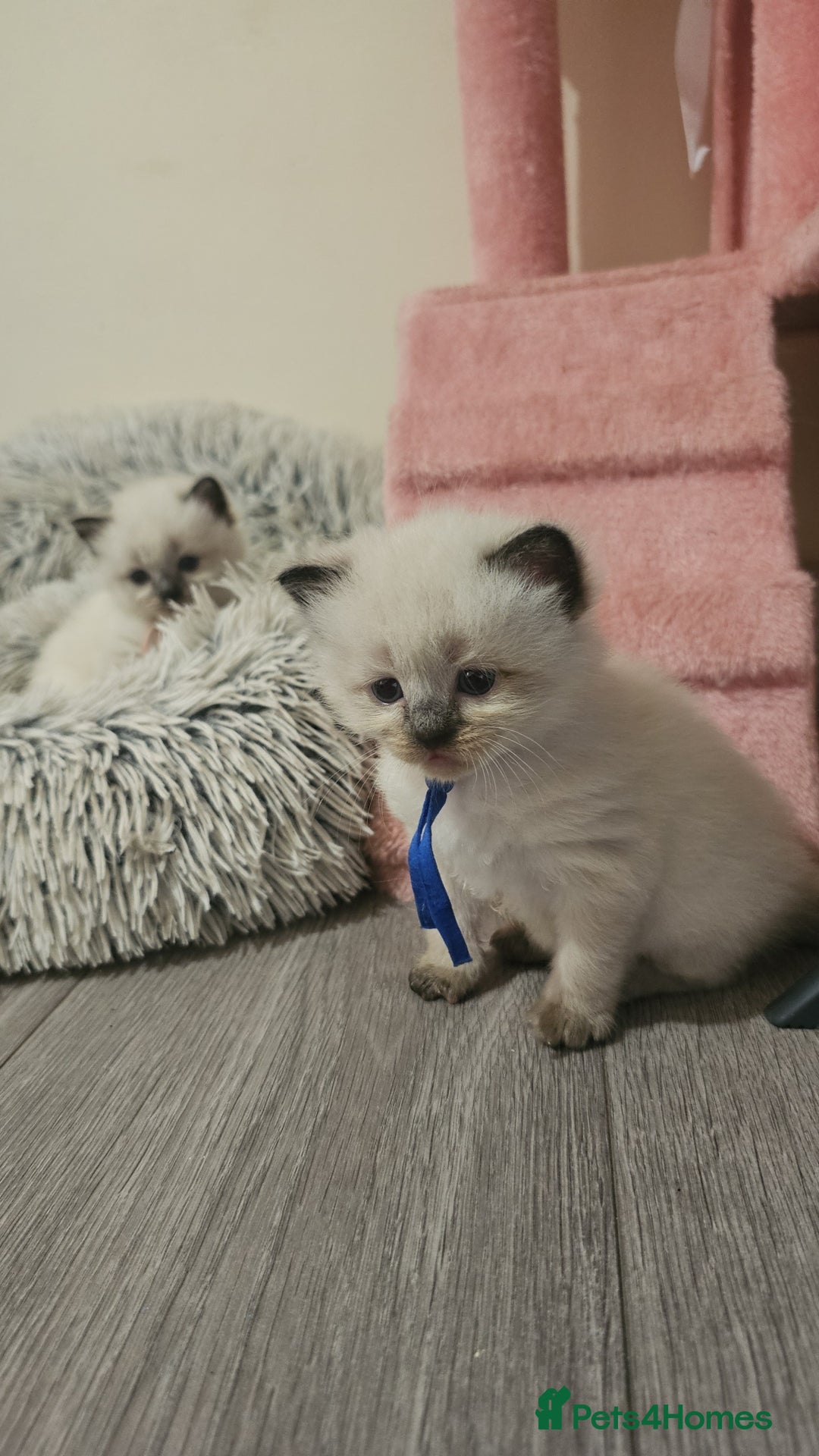 Ragdoll cats for sale: *READY TO LEAVE Beautiful Ragdoll kittens for sale - Image 5