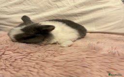 Mini Lop rabbits for sale: Mini lop rabbits - Image 7