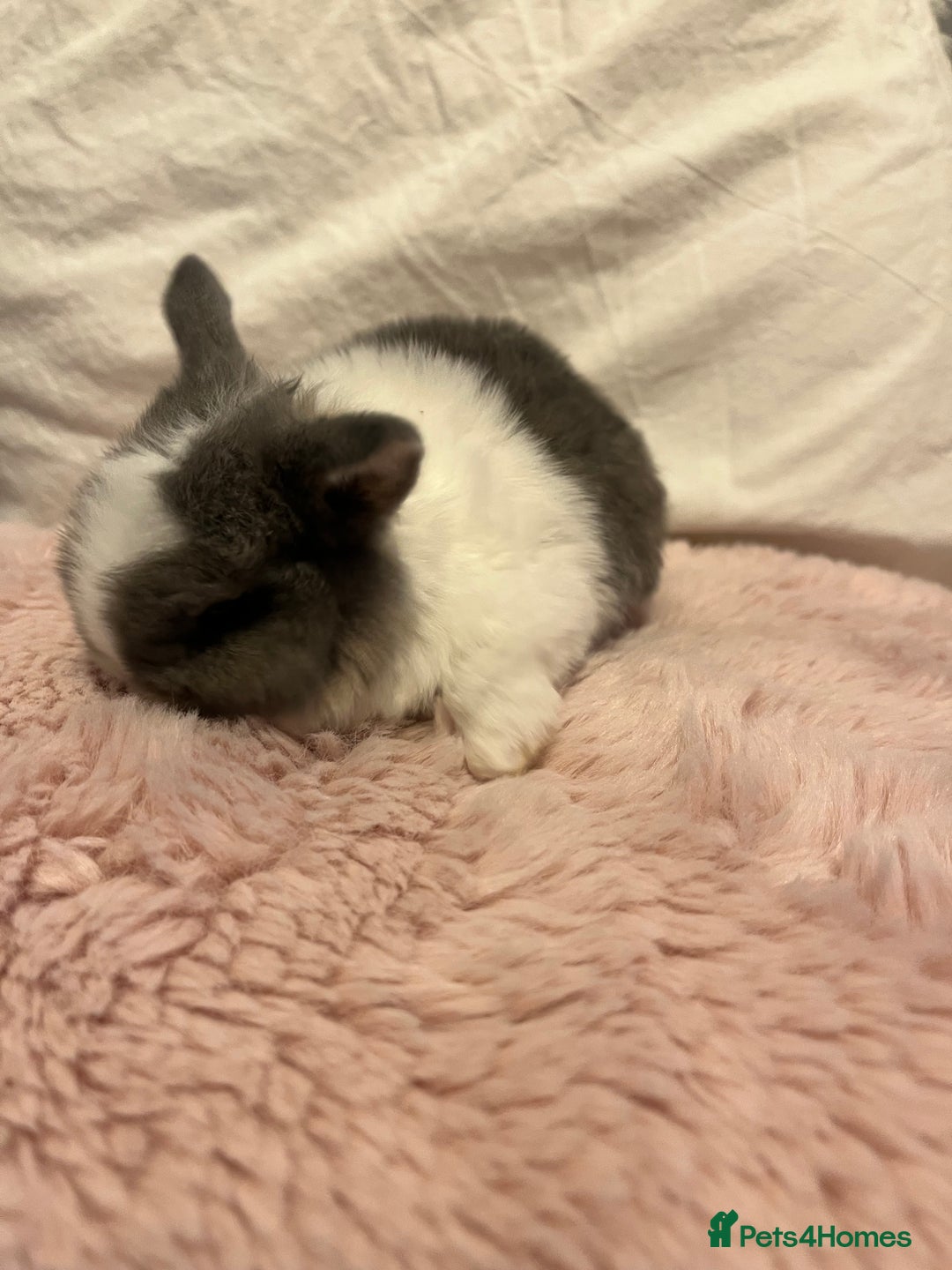 Mini Lop rabbits for sale: Mini lop rabbits - Image 7