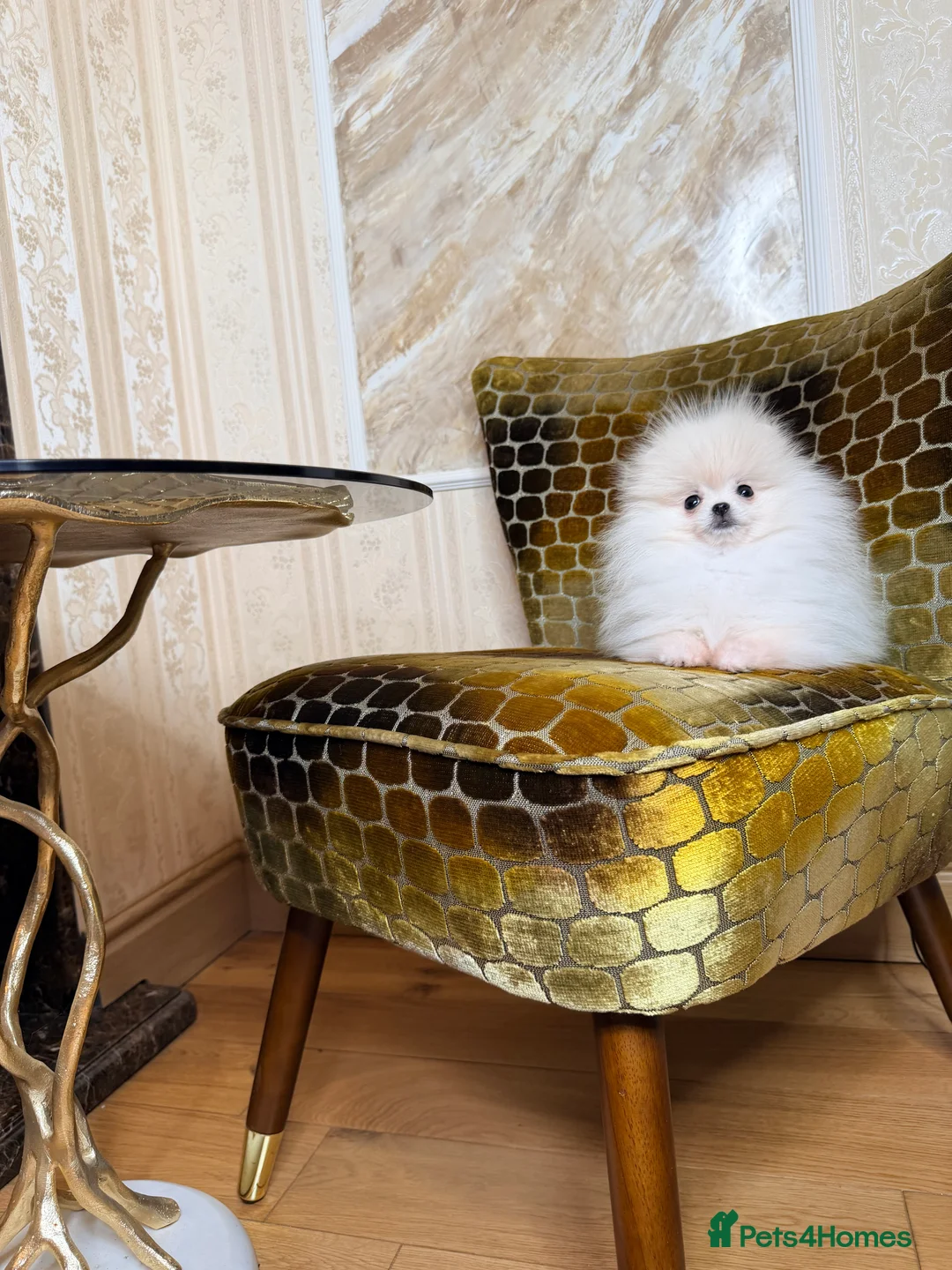 Pomeranian dogs for sale: Cute Pomeranian Girl and Boys - Advert 2