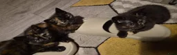 British Shorthair cats for sale: 3 female tortoiseshell kittens in Farnborough - Advert 4