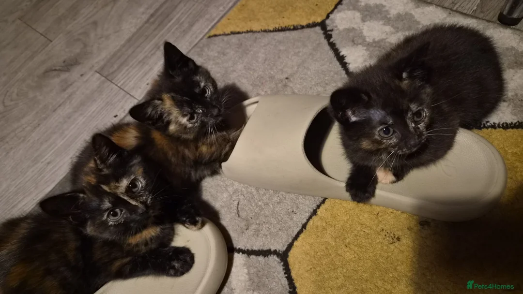 British Shorthair cats for sale: 3 female tortoiseshell kittens in Farnborough - Advert 4