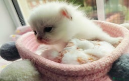 British Shorthair cats for sale: British shorthair kittens  - Image 5