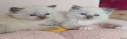 Ragdoll cats for sale: 5Gen Ped Ragdoll Kittens&Ready2Reserve - Advert 34