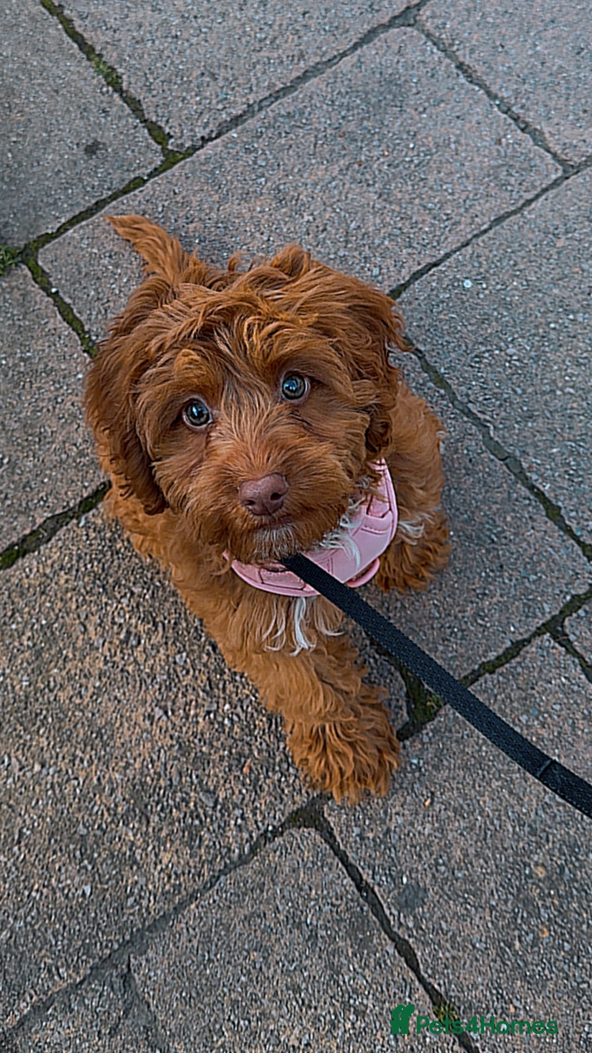 Cockapoo dogs Cali (cockapoo) - Advert 3