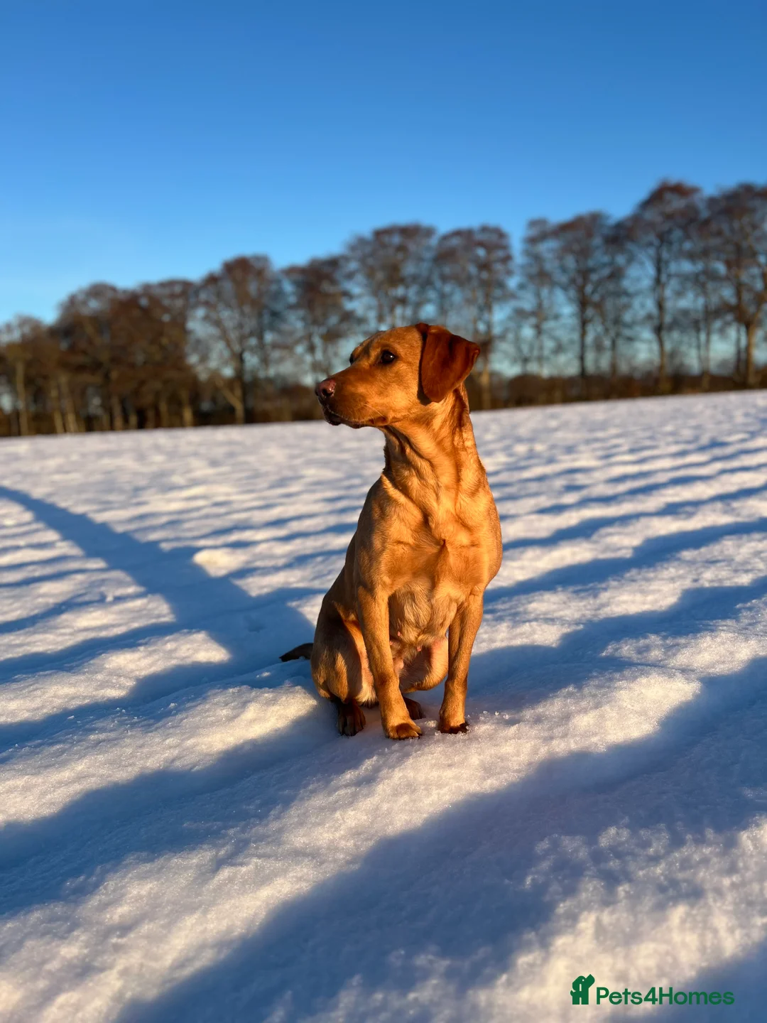 Labrador Retriever dogs for sale: Exceptional Fox Red Labrador Puppies - Advert 2