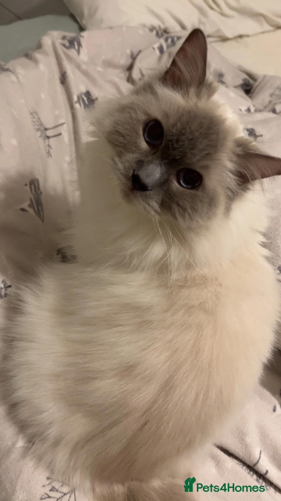 Ragdoll cats for sale: Beautiful male ragdoll in Studley - Advert 2