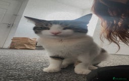 American Shorthair cats for sale: Chino  - Image 2