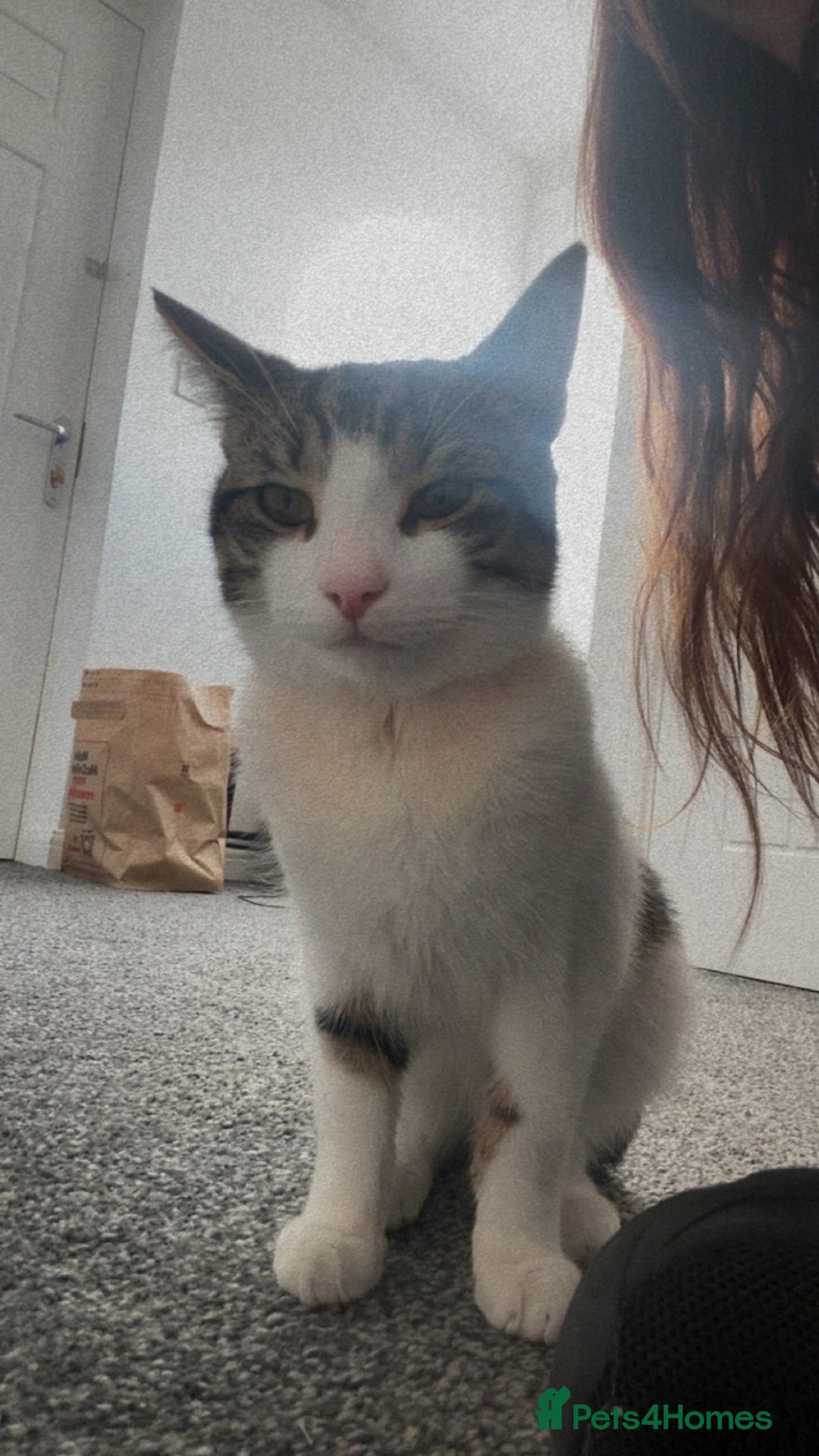 American Shorthair cats for sale: Chino  - Image 2