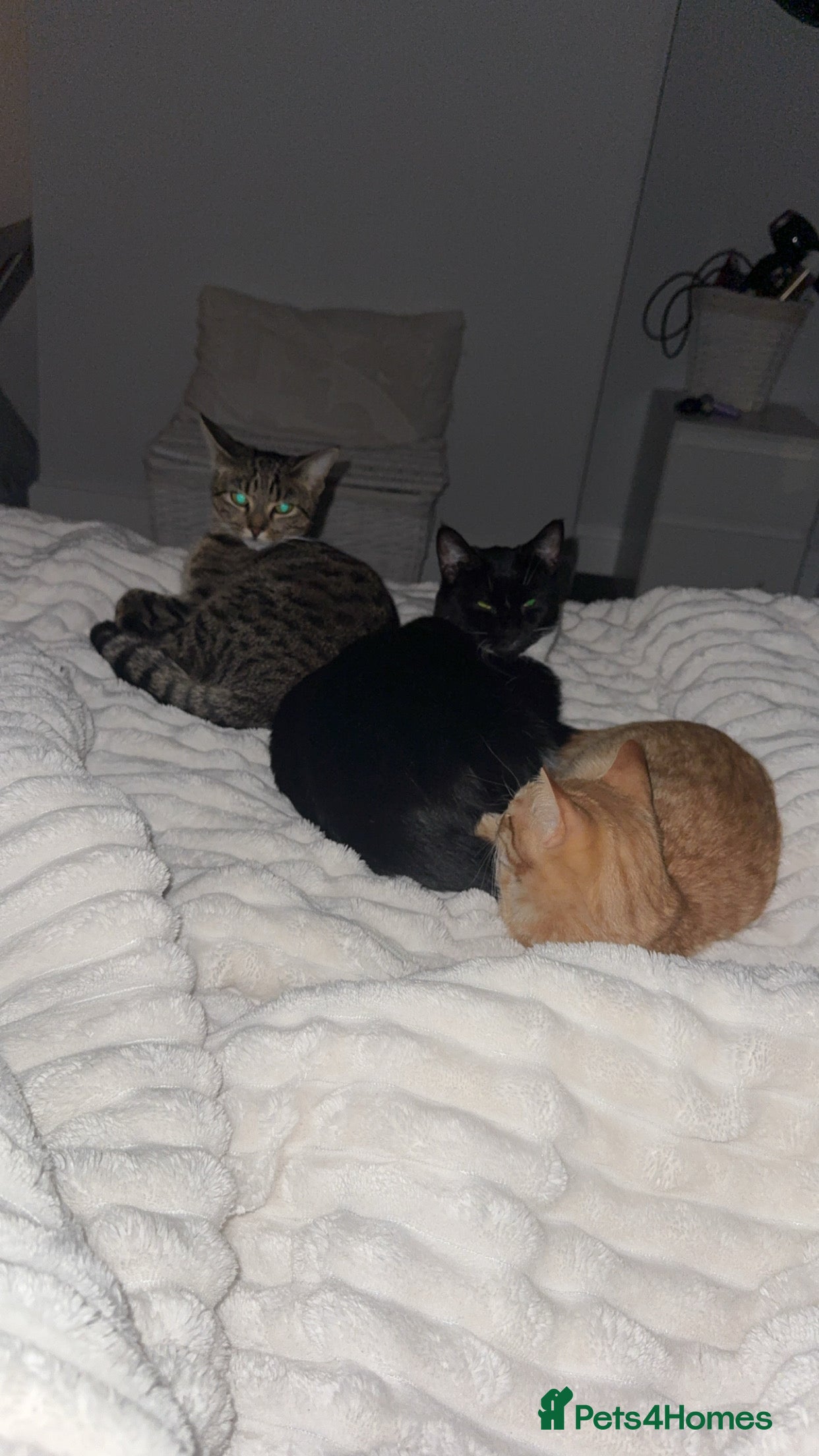 Domestic Shorthair cats urgent! Please don’t scroll past us :( 2yo sisters - Advert 1