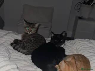 Domestic Shorthair cats urgent! Please don’t scroll past us :( 2yo sisters - Advert 1