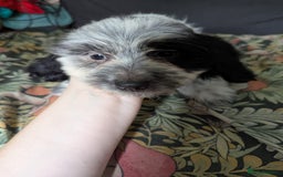 Mixed Breed dogs for sale: 10 week old bassest cocker spaniel cross puppies - Image 12