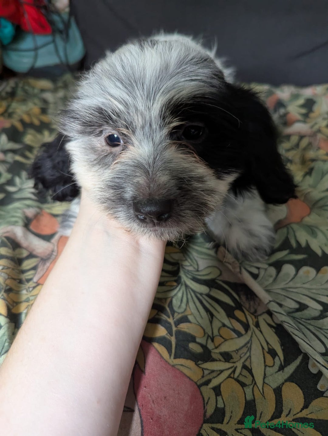Mixed Breed dogs for sale: 10 week old bassest cocker spaniel cross puppies - Image 12